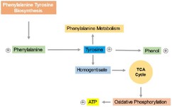 Figure 3. Phenylalanine and tyrosine biosynthesis pathway; the increase of phenylalanine and tyrosine and also the phenol pathway.&Aring; Indicates the up-regulation of metabolites